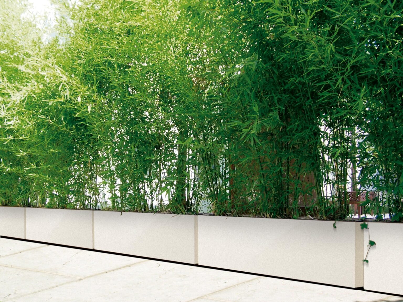 BAMBU (3)